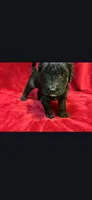 Fallout, a male Miniature Goldendoodle for sale in Buda, TX – Photo 2 of 4