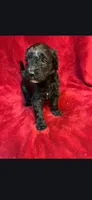 Fallout, a male Miniature Goldendoodle for sale in Buda, TX – Photo 4 of 4