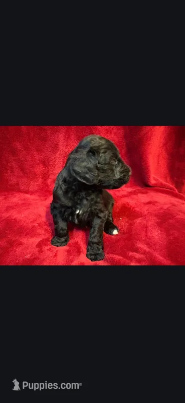Fallout – Miniature Goldendoodle puppy for sale in Buda, TX