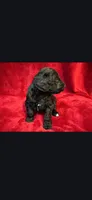 Fallout, a male Miniature Goldendoodle for sale in Buda, TX – Photo 1 of 4