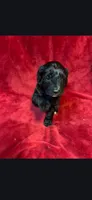Fallout, a male Miniature Goldendoodle for sale in Buda, TX – Photo 3 of 4