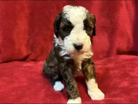 Tootsie F2 Mini, a female Miniature Goldendoodle for sale in Buda, TX – Photo 3 of 5