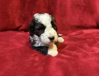 Tootsie F2 Mini, a female Miniature Goldendoodle for sale in Buda, TX – Photo 4 of 5