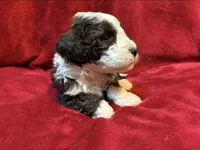 Tootsie F2 Mini, a female Miniature Goldendoodle for sale in Buda, TX – Photo 5 of 5