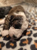 Tootsie F2 Mini, a female Miniature Goldendoodle for sale in Buda, TX – Photo 1 of 5