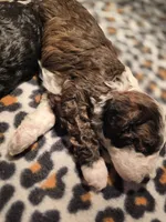 Tootsie F2 Mini, a female Miniature Goldendoodle for sale in Buda, TX – Photo 2 of 5