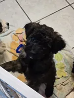 Spoon, a male Miniature Goldendoodle for sale in Buda, TX – 6 of 6