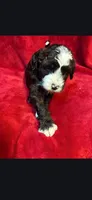 Speckle, a male Miniature Goldendoodle for sale in Buda, TX – Photo 3 of 5