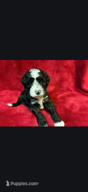 Speckle – Miniature Goldendoodle puppy for sale in Buda, TX