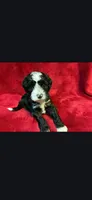 Speckle, a male Miniature Goldendoodle for sale in Buda, TX – Photo 1 of 5