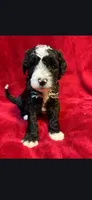 Speckle, a male Miniature Goldendoodle for sale in Buda, TX – Photo 2 of 5