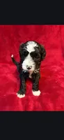 Speckle, a male Miniature Goldendoodle for sale in Buda, TX – Photo 5 of 5