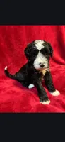 Speckle, a male Miniature Goldendoodle for sale in Buda, TX – Photo 4 of 5