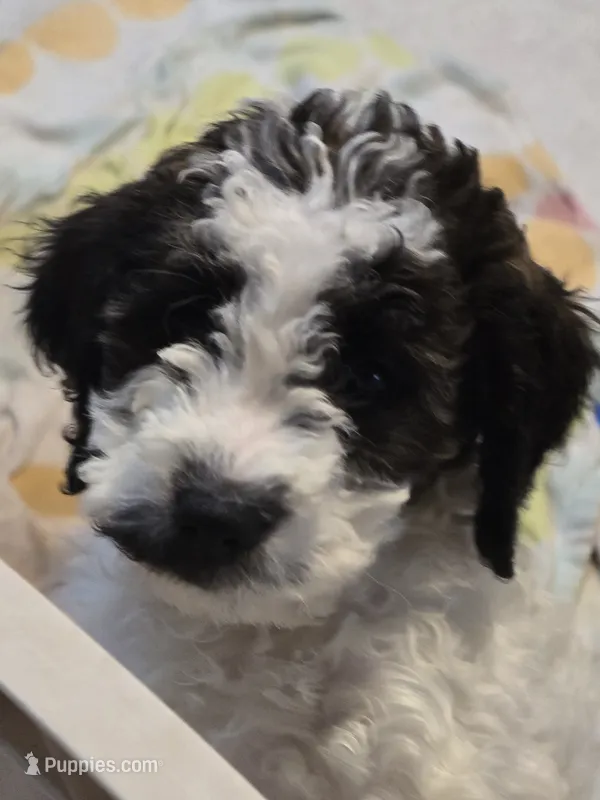 Stash F3 Mini – Miniature Goldendoodle puppy for sale in Buda, TX