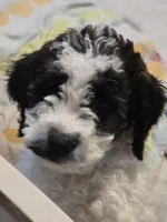Stash F3 Mini, a female Miniature Goldendoodle for sale in Buda, TX – 1 of 7