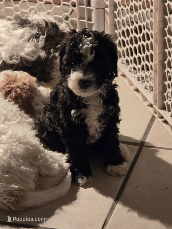 Speckle – Miniature Goldendoodle puppy for sale in Buda, TX