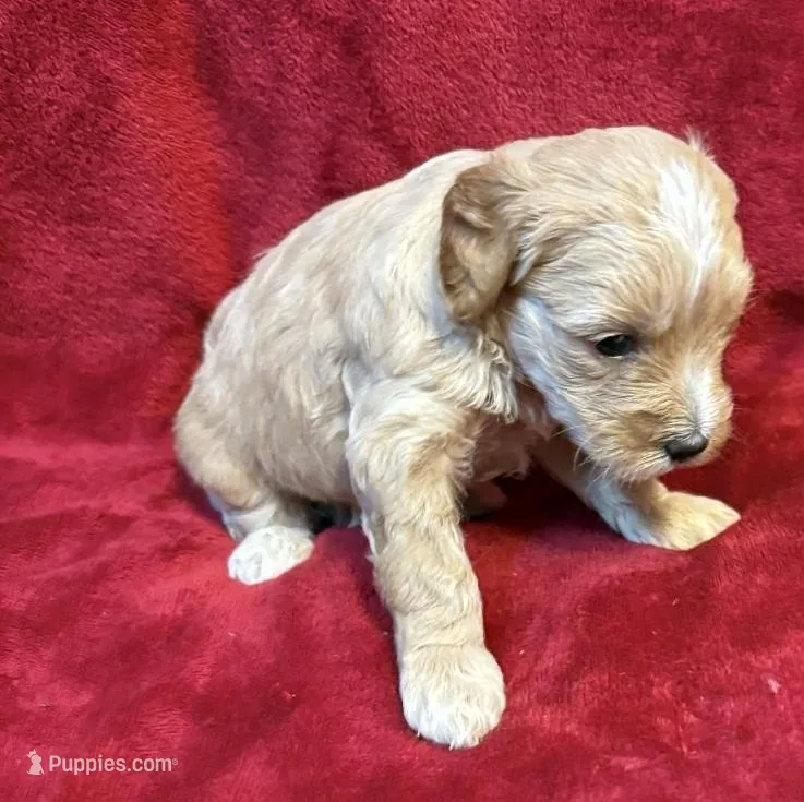 Butter F2 Mini – Miniature Goldendoodle puppy for sale in Buda, TX