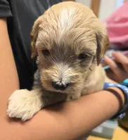 Butter F2 Mini, a female Miniature Goldendoodle for sale in Buda, TX – Photo 5 of 6