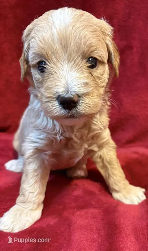 Butter F2 Mini, a female Miniature Goldendoodle for sale in Buda, TX – Photo 1 of 6