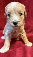 Butter F2 Mini, a female Miniature Goldendoodle for sale in Buda, TX – Photo 1 of 6
