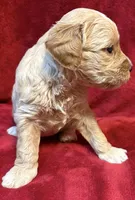 Butter F2 Mini, a female Miniature Goldendoodle for sale in Buda, TX – Photo 4 of 6