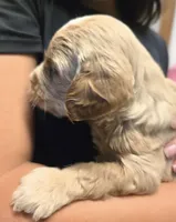 Butter F2 Mini, a female Miniature Goldendoodle for sale in Buda, TX – Photo 3 of 6