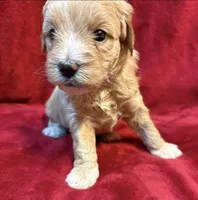 Butter F2 Mini, a female Miniature Goldendoodle for sale in Buda, TX – Photo 6 of 6
