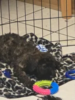 Spoon, a male Miniature Goldendoodle for sale in Buda, TX – 2 of 6