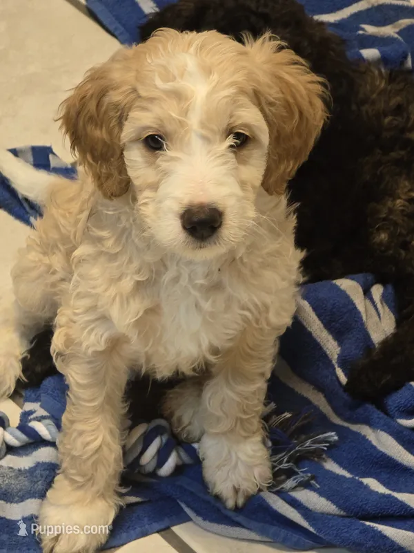 Groot – Miniature Goldendoodle puppy for sale in Buda, TX