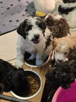 Stash F3 Mini, a female Miniature Goldendoodle for sale in Buda, TX – 3 of 7