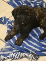 Spoon, a male Miniature Goldendoodle for sale in Buda, TX – 5 of 6