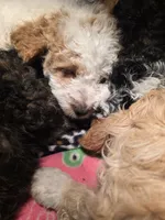 Picket Jr., a male Miniature Goldendoodle for sale in Buda, TX – 7 of 7