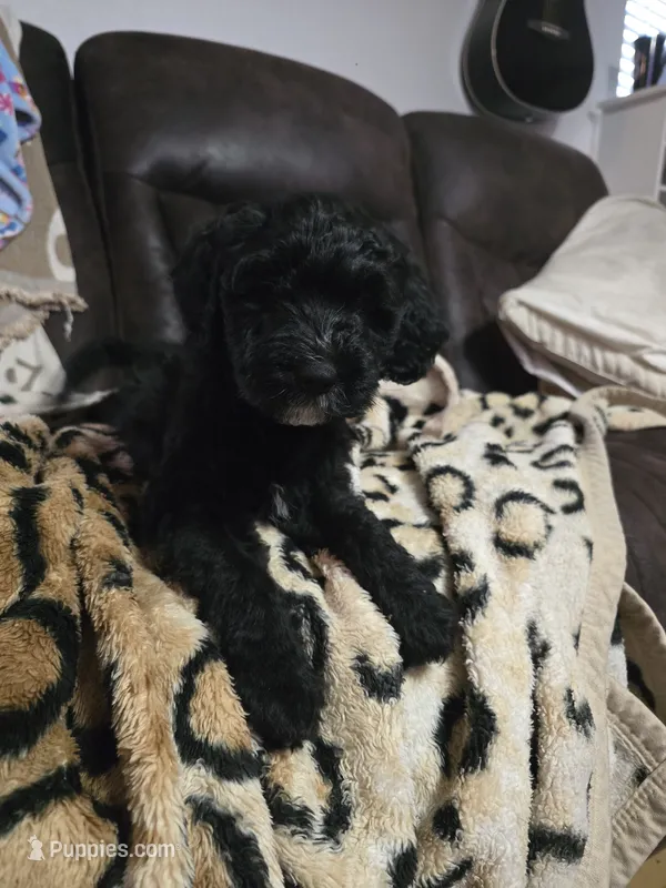 Fallout – Miniature Goldendoodle puppy for sale in Buda, TX