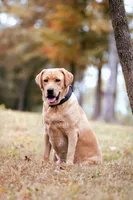 AKC Chocolate Labrador Female, a female Labrador Retriever for sale in Hohenwald, TN – 2 of 5
