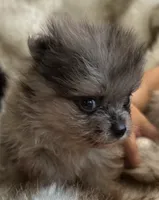 Merle Pomeranian , a female Pomeranian for sale in Hohenwald, TN – 3 of 3