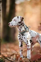 Clover , a female Dalmatian for sale in Hohenwald, TN – 2 of 5
