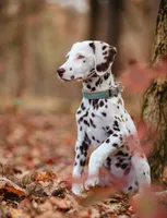 Clover , a female Dalmatian for sale in Hohenwald, TN – 1 of 5