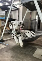 Clover , a female Dalmatian for sale in Hohenwald, TN – 5 of 5