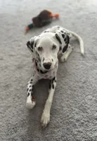 Clover , a female Dalmatian for sale in Hohenwald, TN – 4 of 5