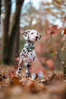 Clover , a female Dalmatian for sale in Hohenwald, TN – 3 of 5