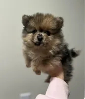 Pomeranian Puppy, a female Pomeranian for sale in Hohenwald, TN – Photo 2 of 6