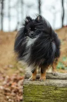 Pomeranian Puppy, a female Pomeranian for sale in Hohenwald, TN – Photo 5 of 6