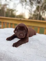 AKC Chocolate Labrador Female, a female Labrador Retriever for sale in Hohenwald, TN – 5 of 7