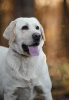Alaska, a male Labrador Retriever for sale in Hohenwald, TN – 3 of 4
