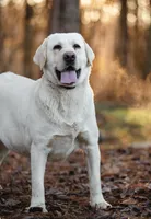 Alaska, a male Labrador Retriever for sale in Hohenwald, TN – 4 of 4