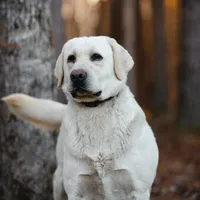 Alaska, a male Labrador Retriever for sale in Hohenwald, TN – 1 of 4