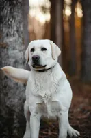 Alaska, a male Labrador Retriever for sale in Hohenwald, TN – Photo 1 of 2