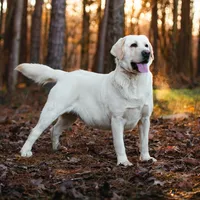 Alaska, a male Labrador Retriever for sale in Hohenwald, TN – 2 of 4