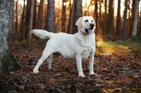 Alaska, a male Labrador Retriever for sale in Hohenwald, TN – Photo 2 of 2