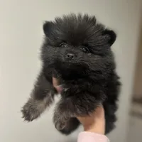 Merle Puppy, a female Pomeranian for sale in Hohenwald, TN – 2 of 4